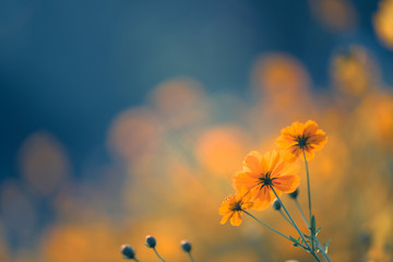 鉴宝专家马未都