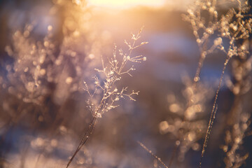 植物大战僵尸一共多少关 植物大战僵尸关卡介绍